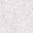 Carrelage Apavisa Momentum White naturelle 60x60