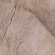 Carrelage Apavisa Wild Forest Grey polie 120x120